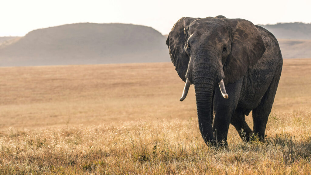 elephant